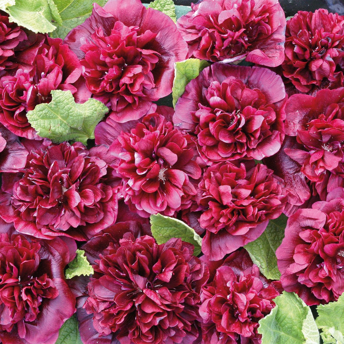 Hollyhock 'Blackberry'