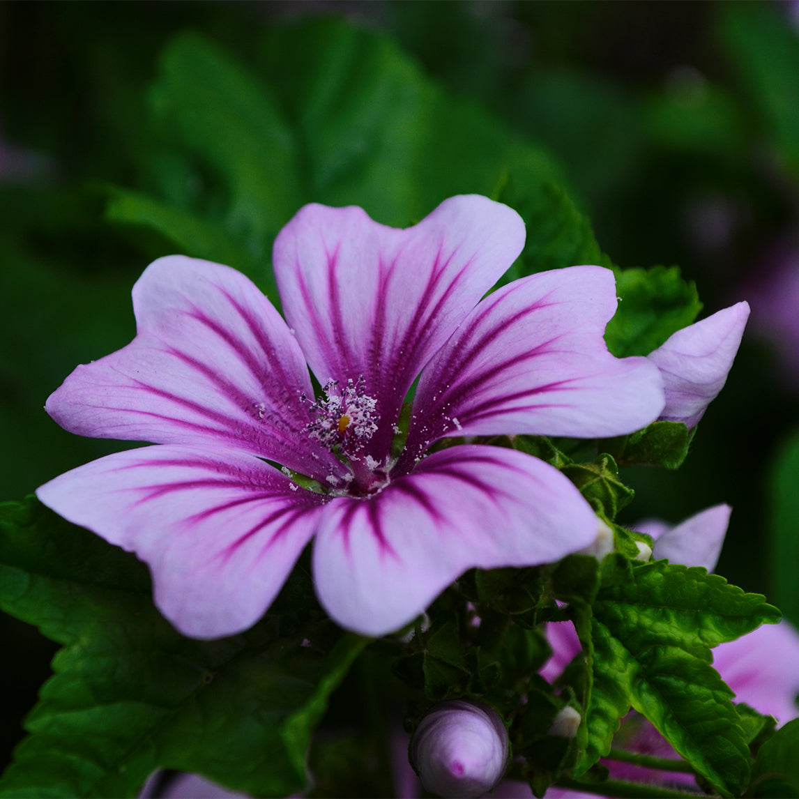Mallow 'Zebra'