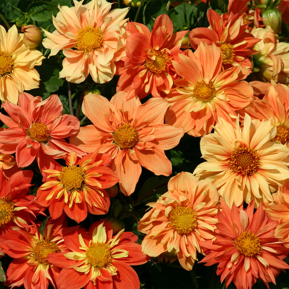 Dahlia 'Sunny Reggae'