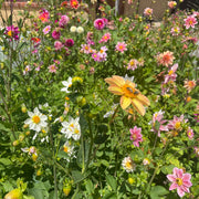Dahlia 'Diggers Florist's Mix'