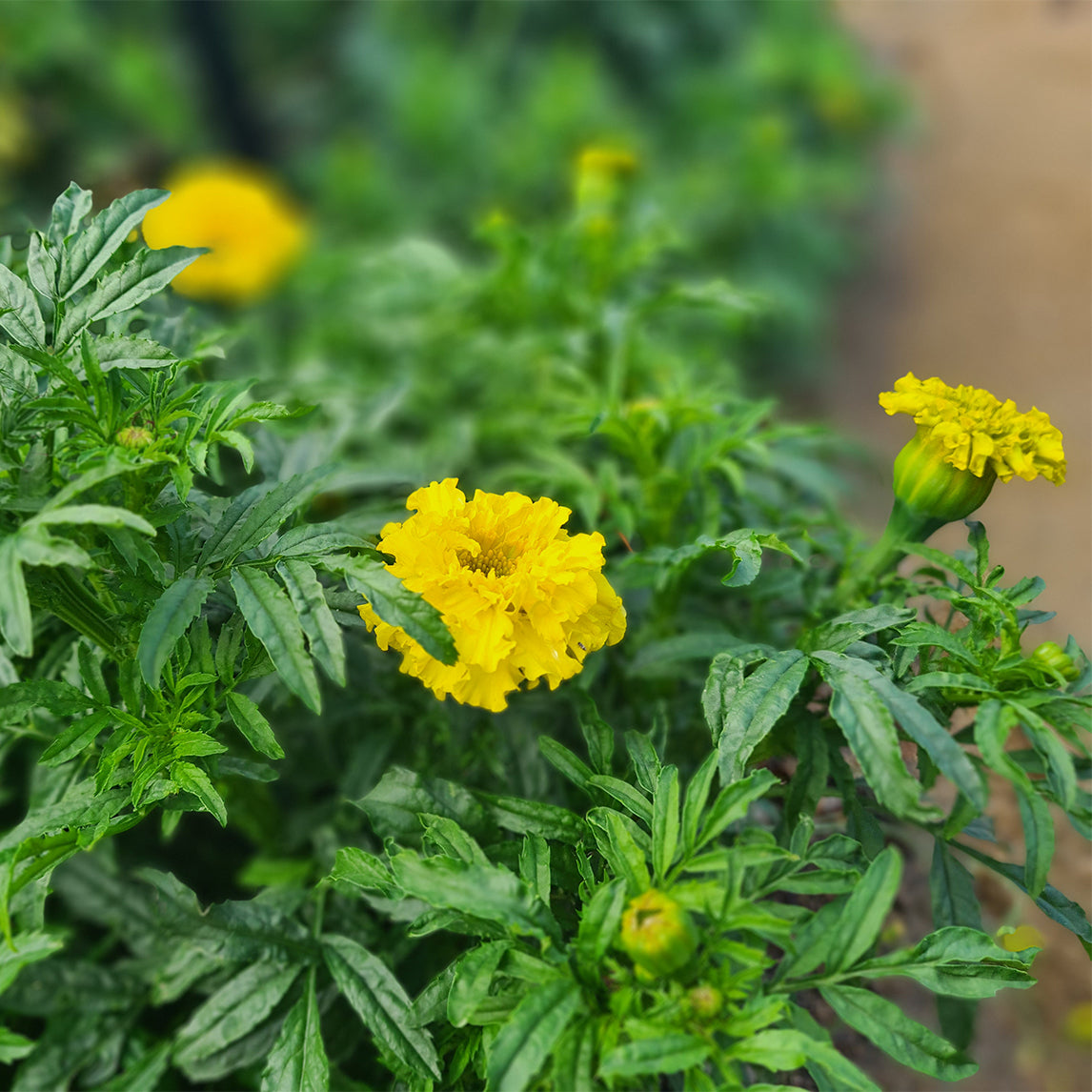 Marigold 'Grande Yellow'