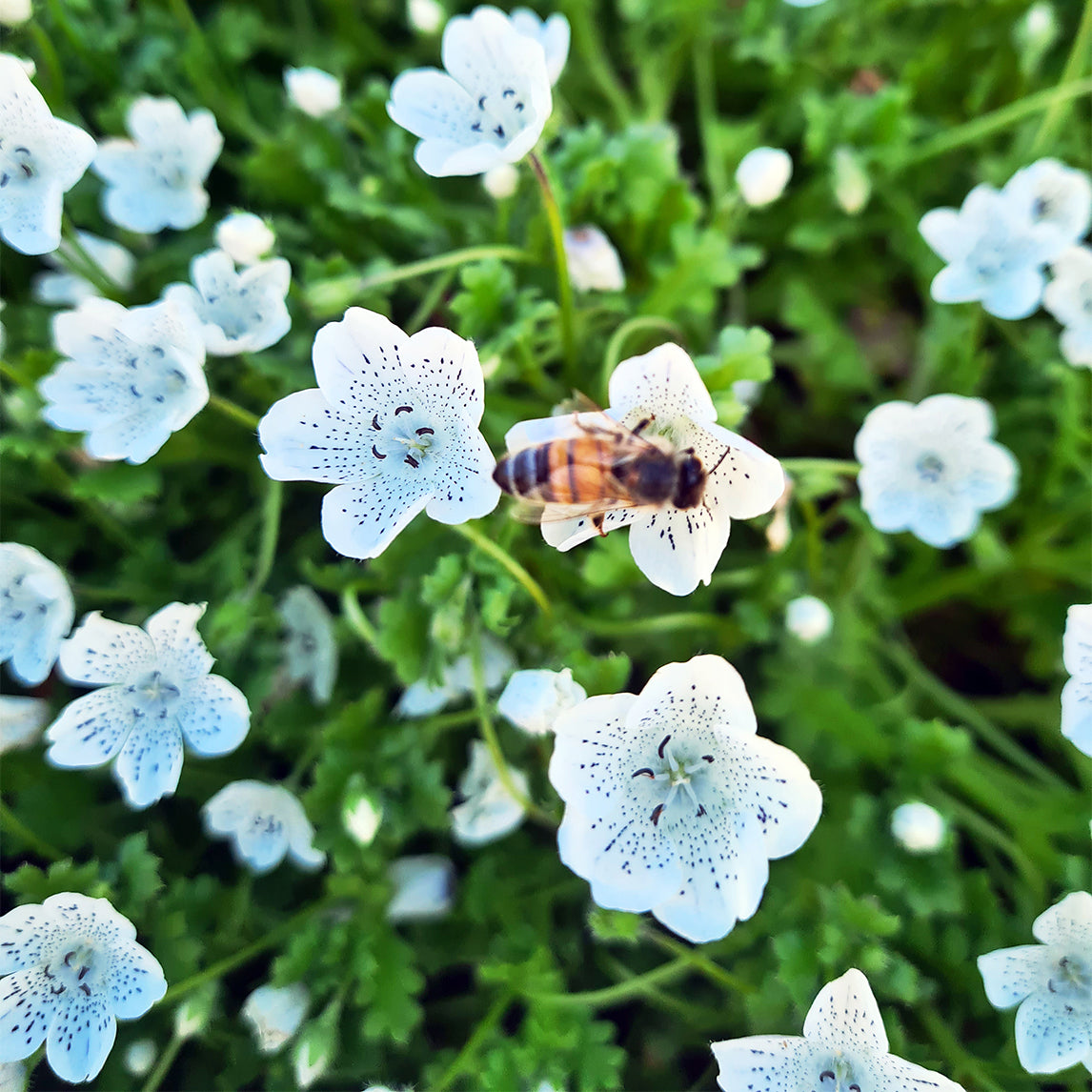 Nemophila 'White Baby Blue Eyes'