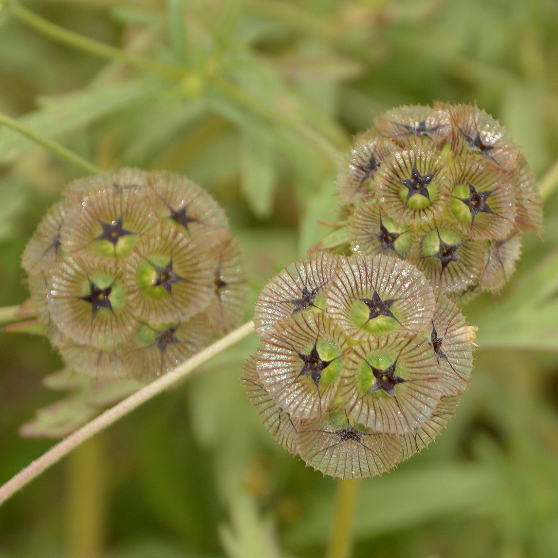 Scabiosa stellata ‘Drumstick’
