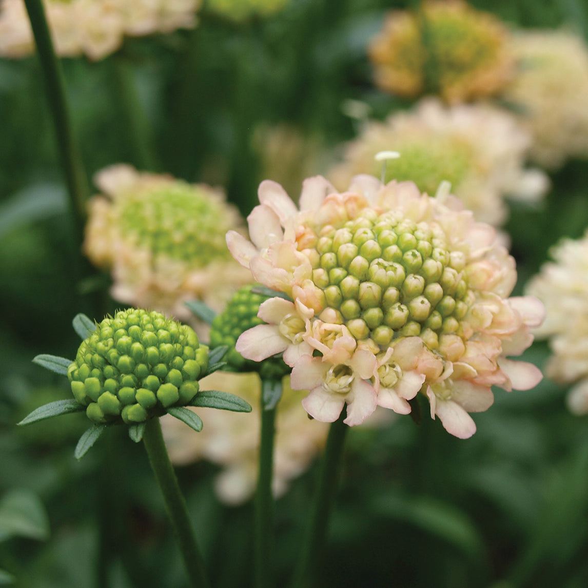 Scabiosa 'Fata Morgana'
