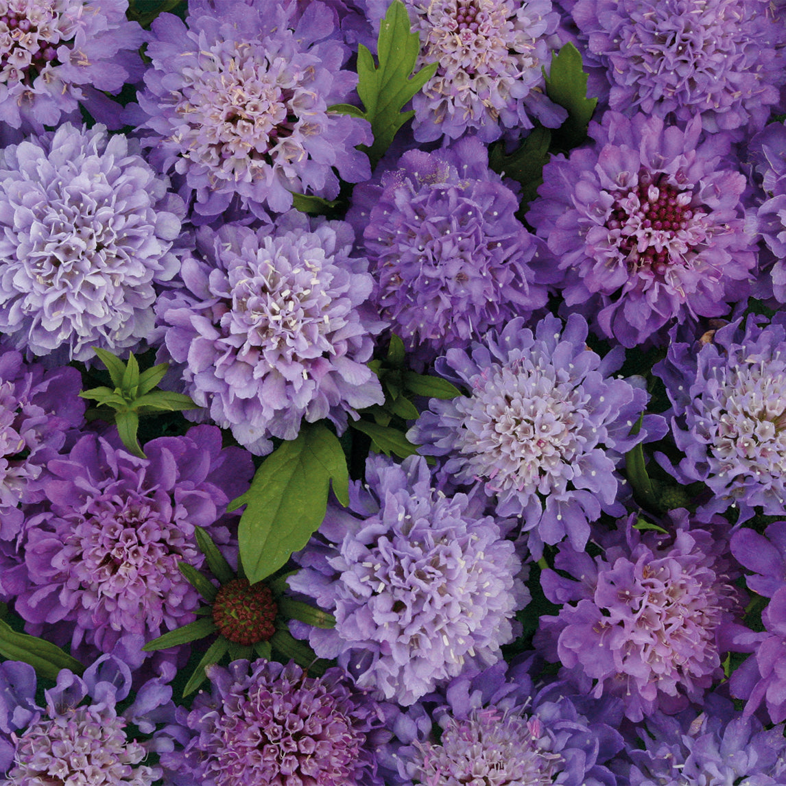 Scabiosa 'Blue Beau'