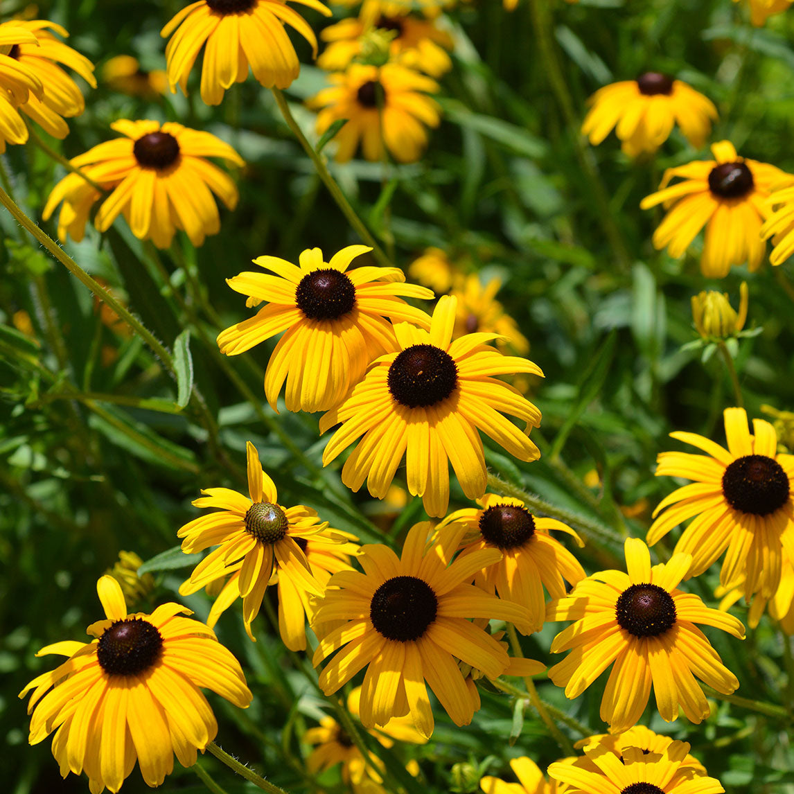 Rudbeckia 'Indian Summer'