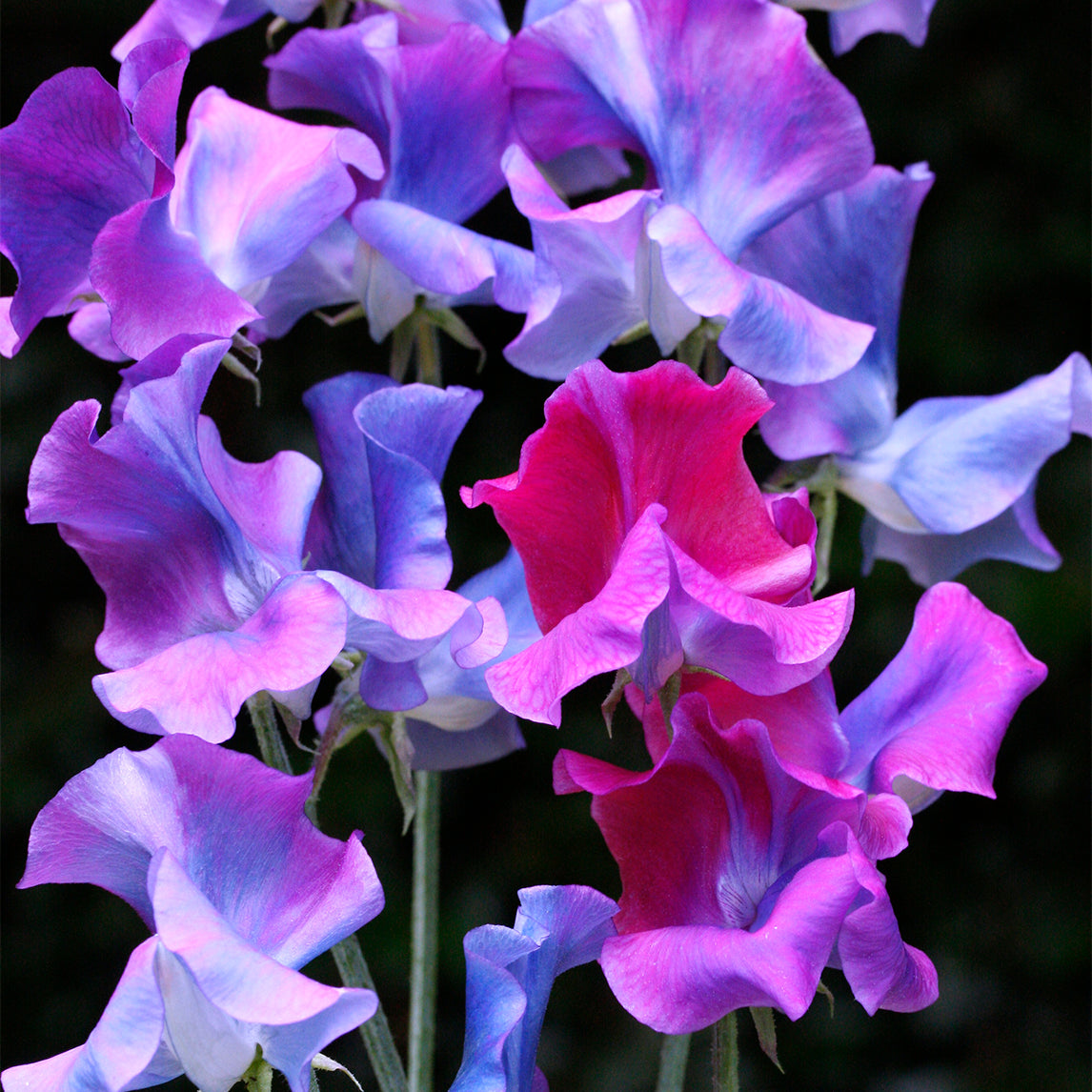 Sweet Pea 'Blue Shift' (Organic)