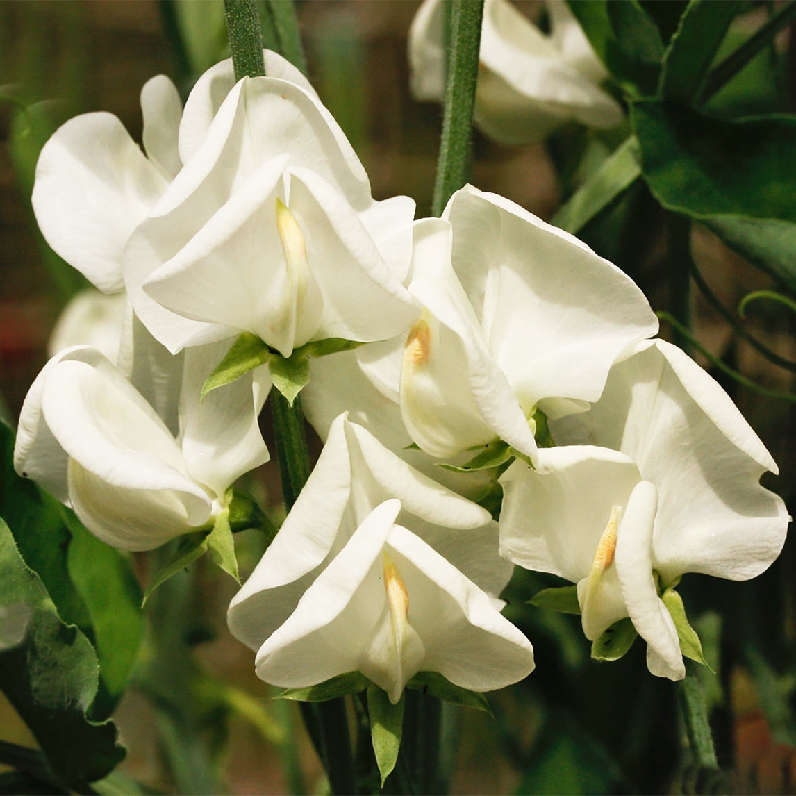 Sweet Pea 'Dorothy Eckford'