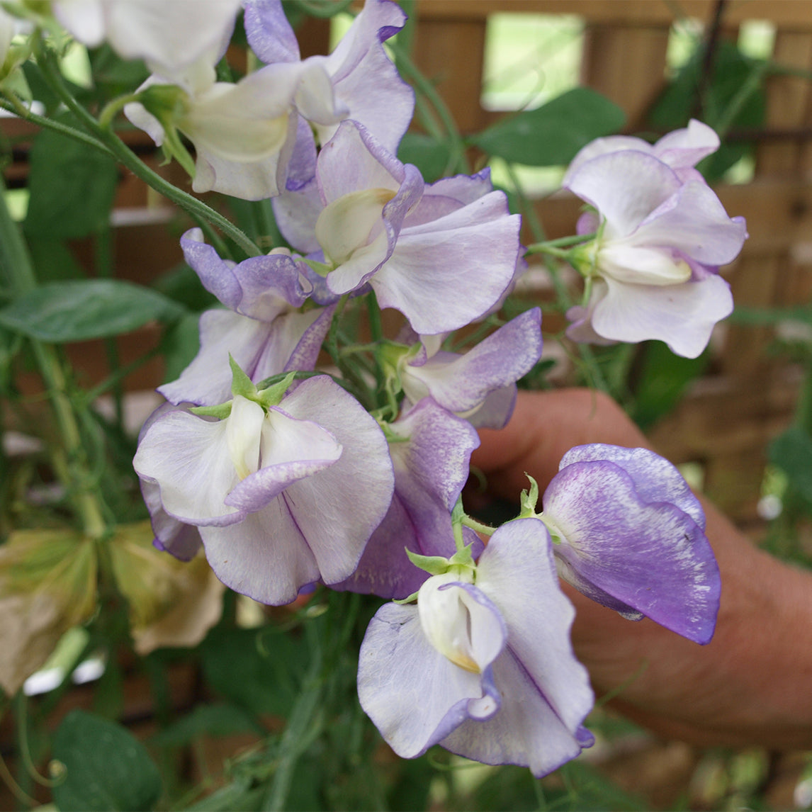 Sweet Pea 'Blue Ripple'