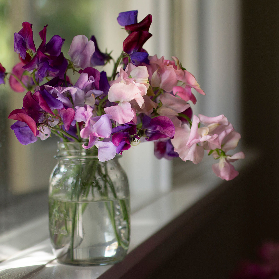 Sweet Pea 'Elegant Ladies'