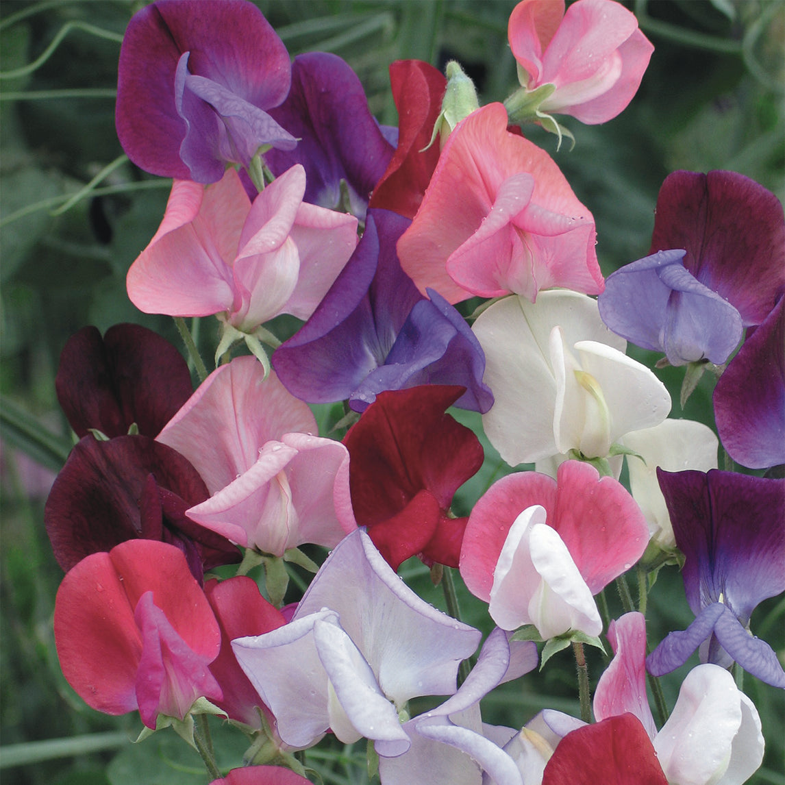 Sweet Pea 'Elegant Ladies'