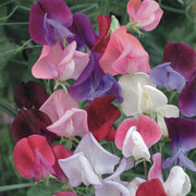 Sweet Pea 'Elegant Ladies'