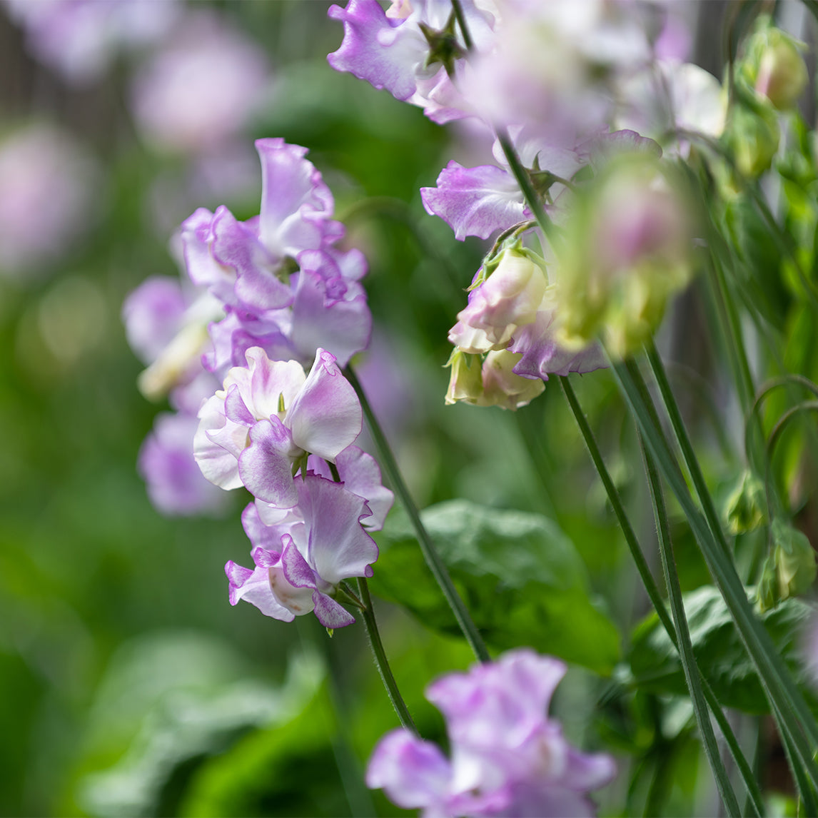 Sweet Pea 'Pulsar'