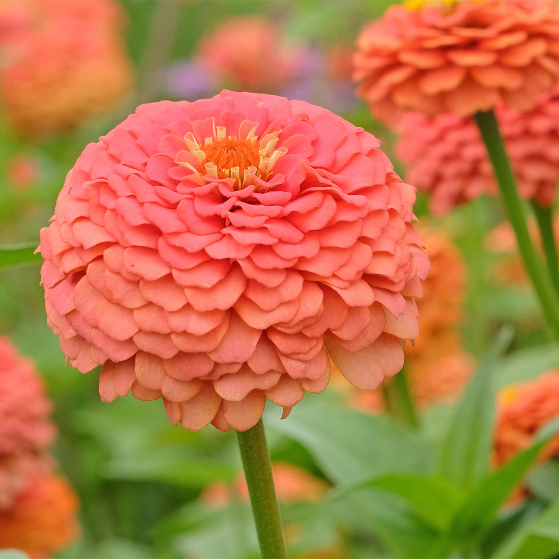 Zinnia 'Coral'