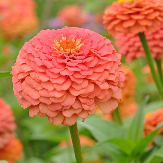 Zinnia 'Coral'
