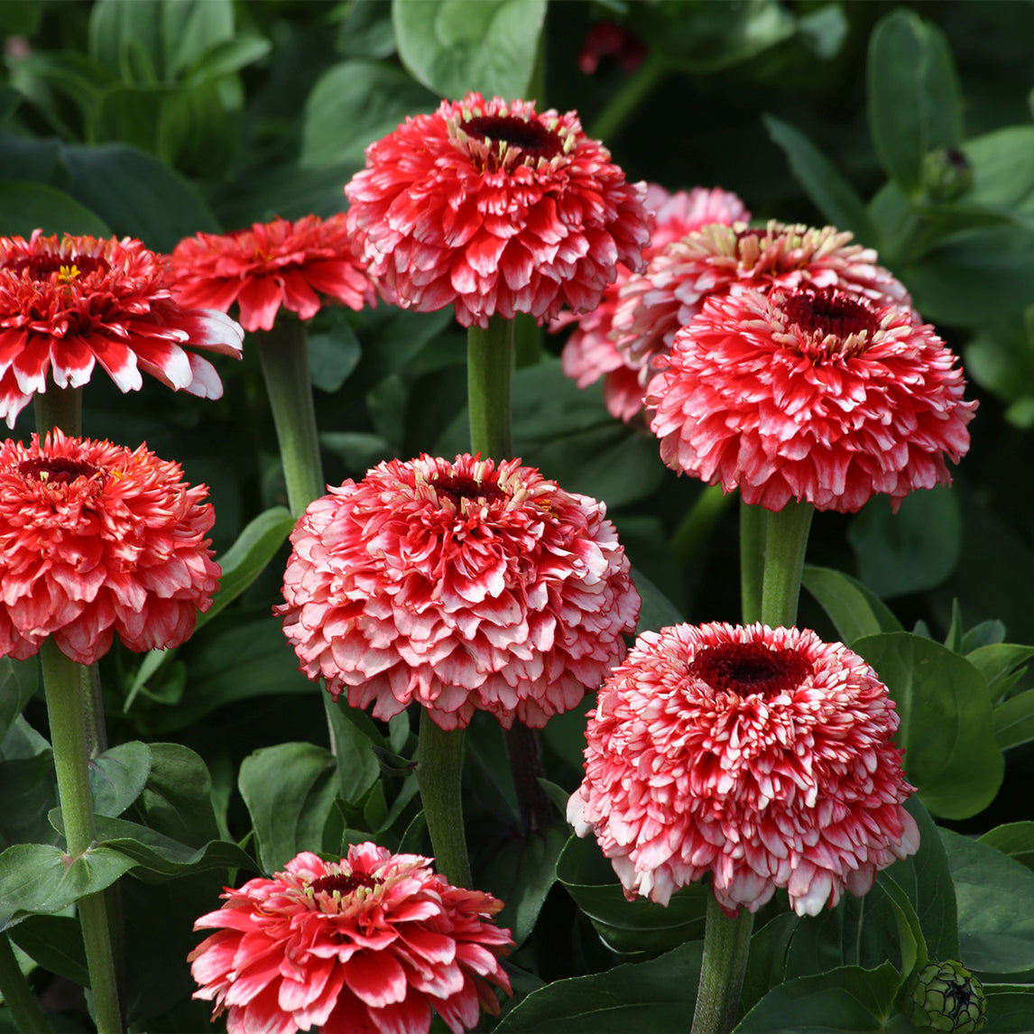 Zinnia 'Zinderalla Fizz'