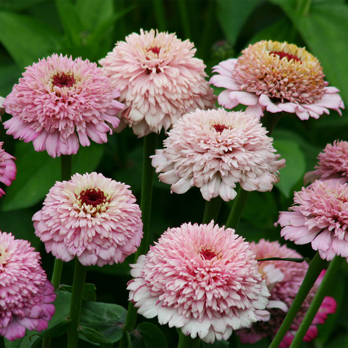 Zinnia 'Zinderella Lilac'