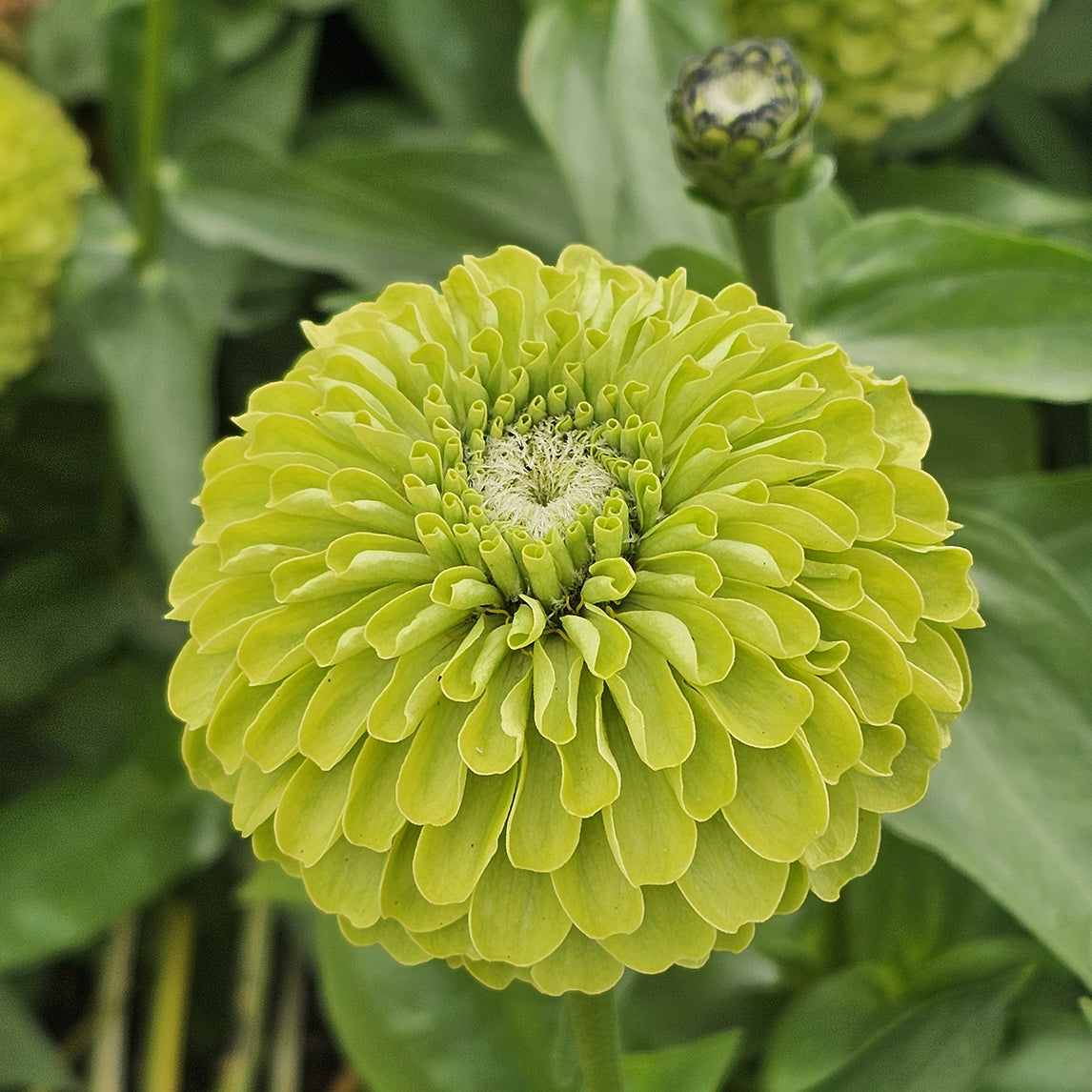 Zinnia ‘Envy’