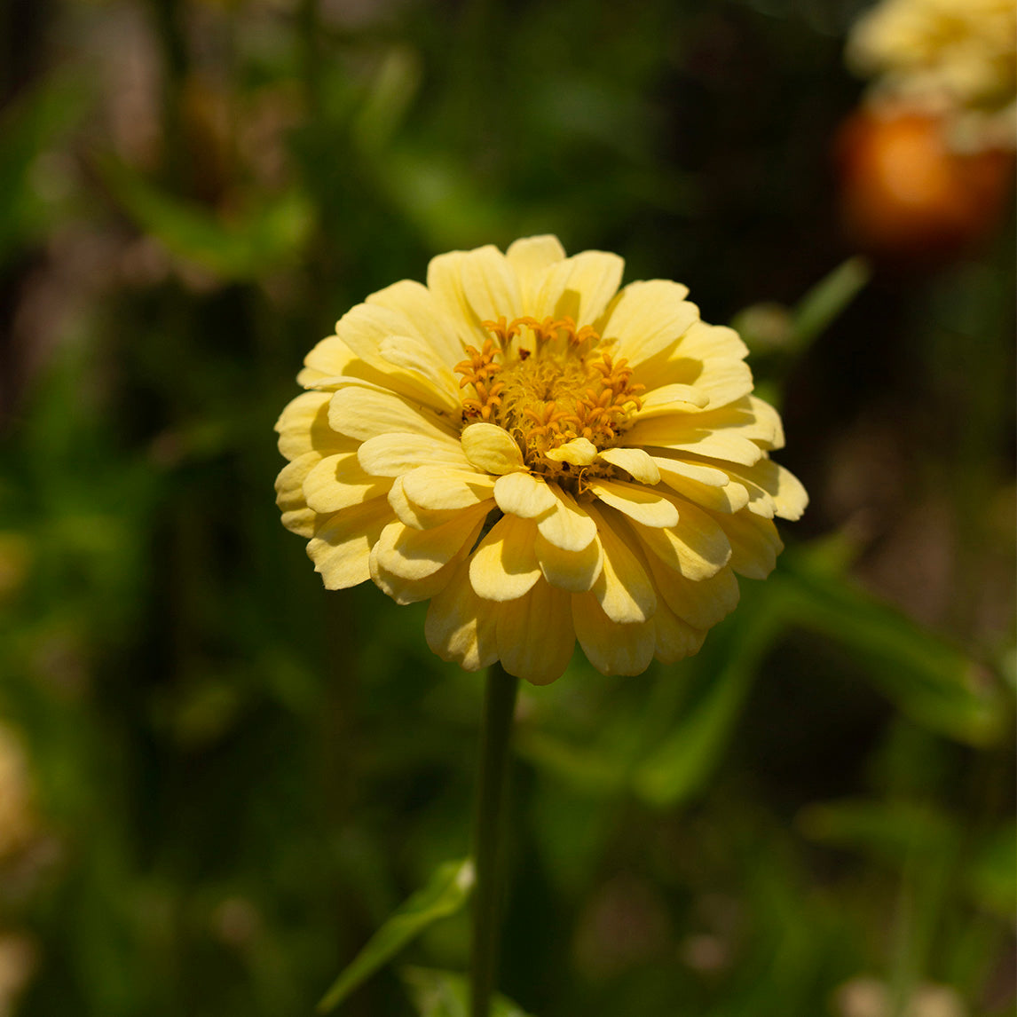 Zinnia 'Isabellina'