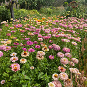 Zinnia Pastel Mix