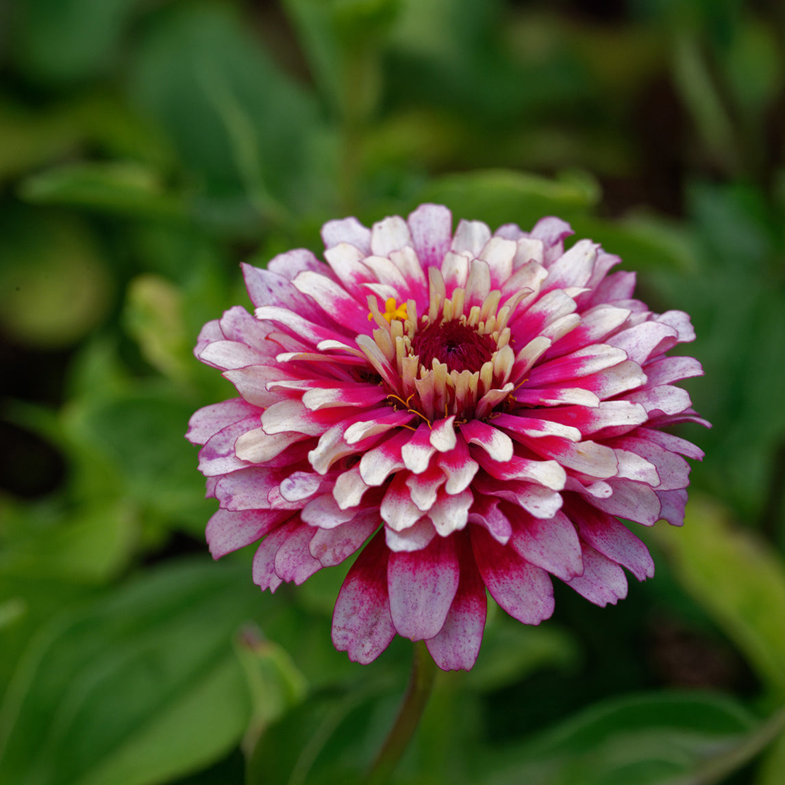 Zinnia ‘Mazurkia’
