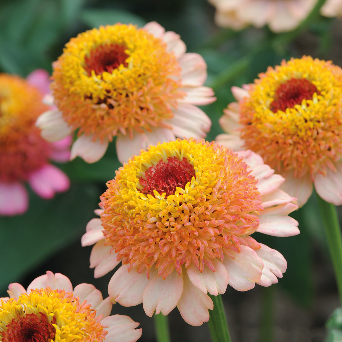 Zinnia ‘Zinderella Peach’