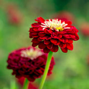 Zinnia 'Benary's Giant Deep Red'