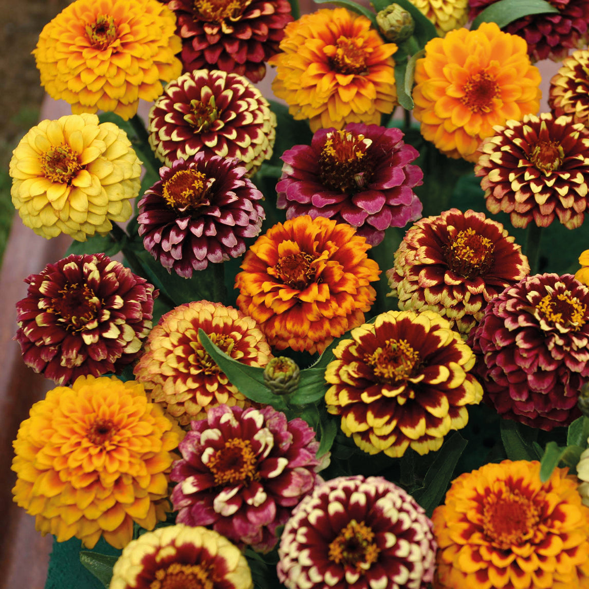 Zinnia ‘Aztec Sunset’