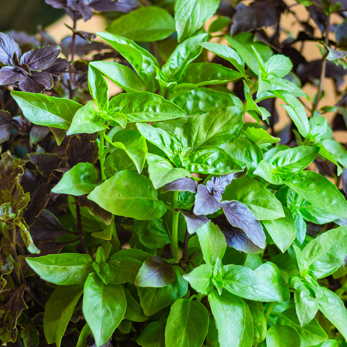 Basil Collection