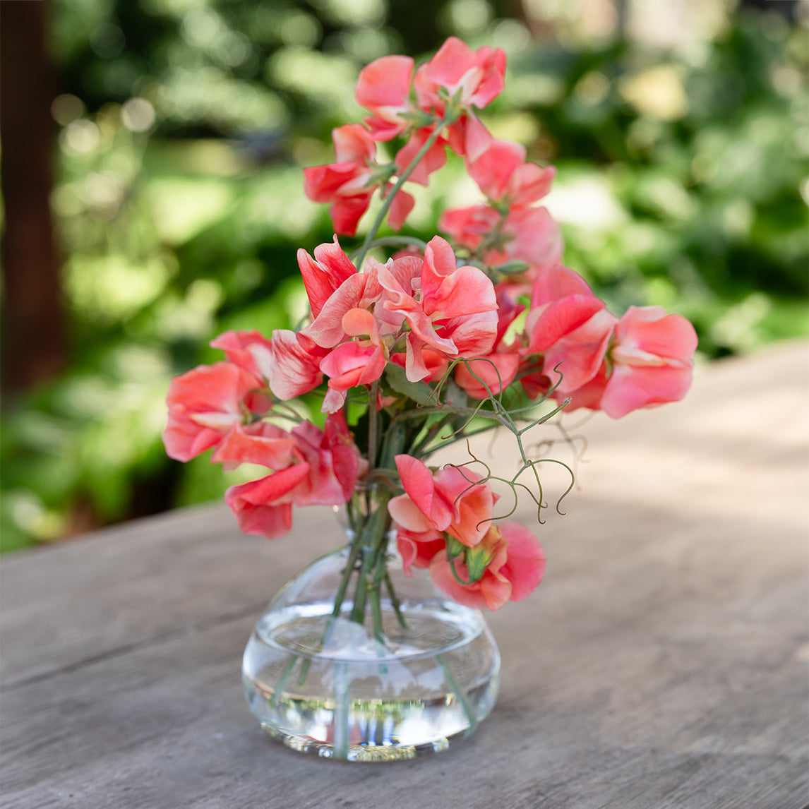 Sweet Pea ‘Maloy’ & Large Vase Gift Set
