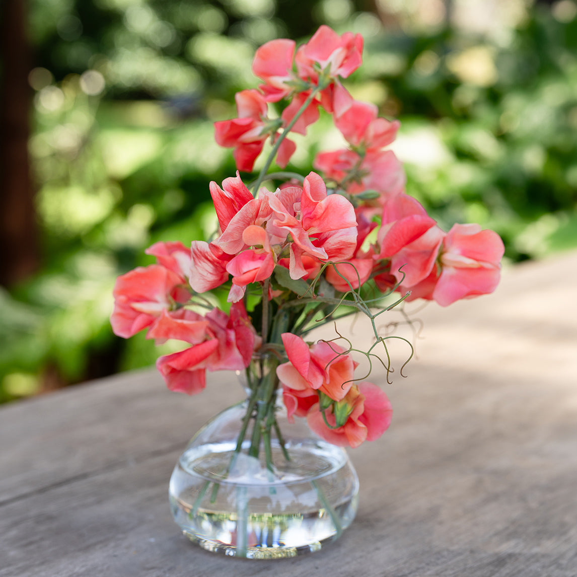 Sweet Pea ‘Maloy’ & Vase Gift Set