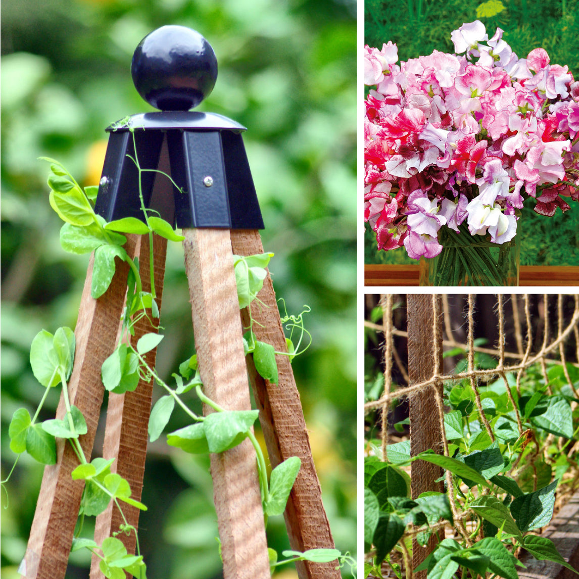 Sweet Pea Combo with Obelisk and Netting