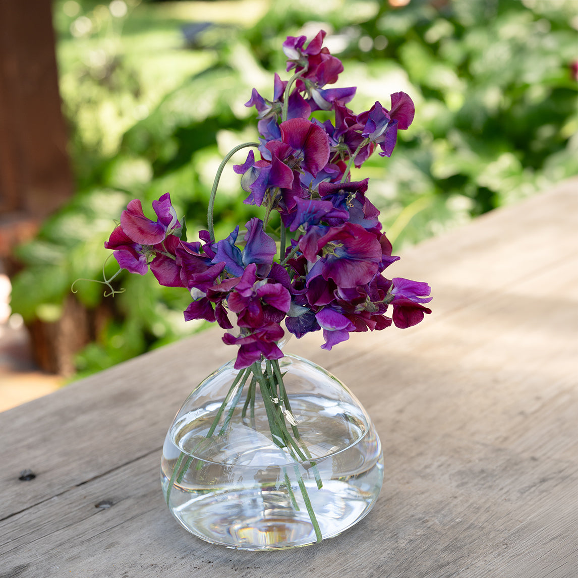 Sweet Pea 'Blue Shift' & Vase Gift Set