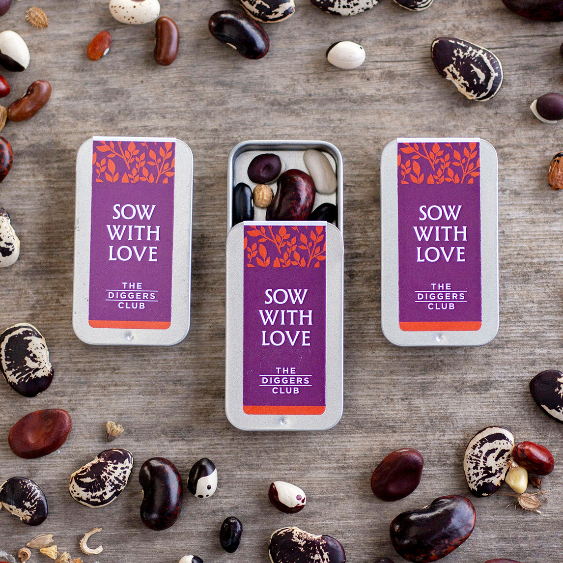 Festive Seed Tin - 'Paper Daisy Mix'