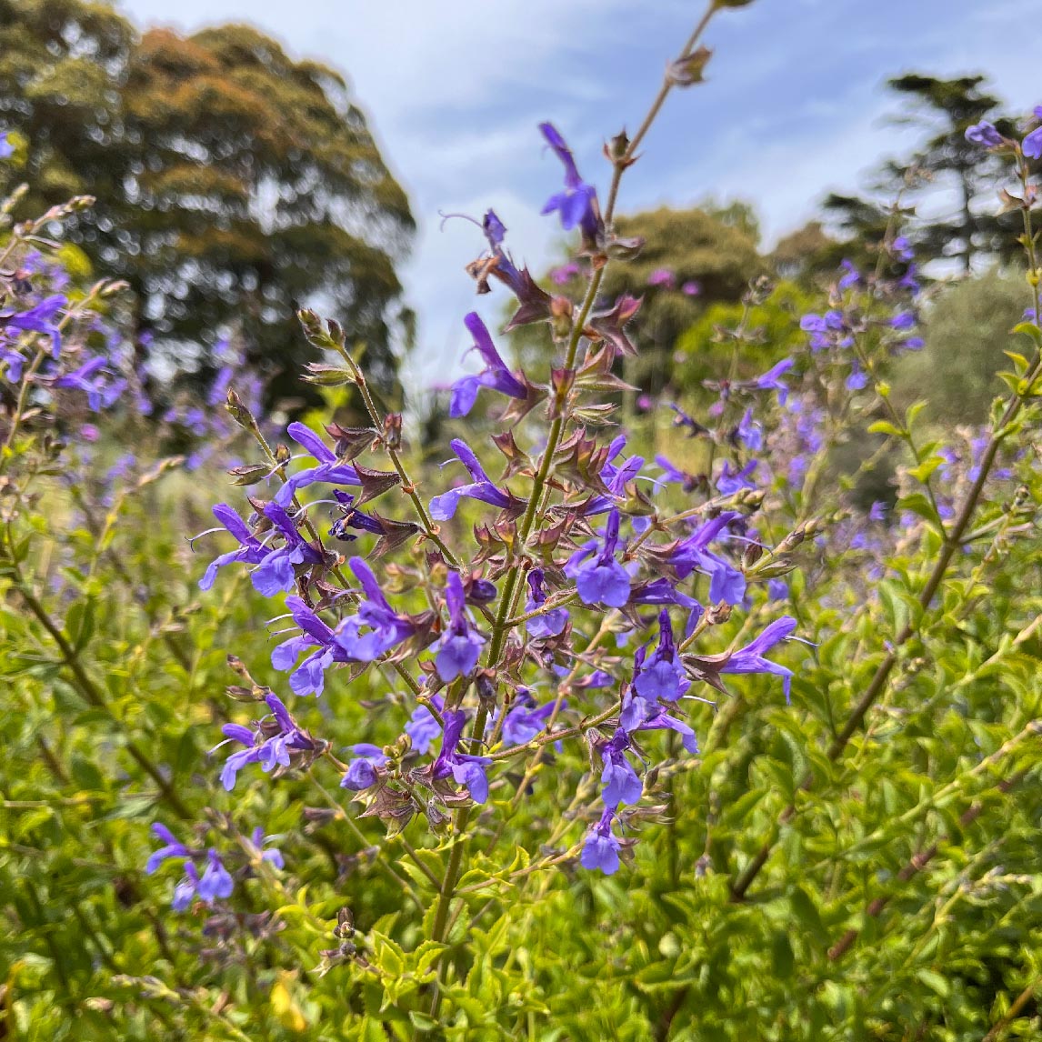 Salvia 'African Sky'