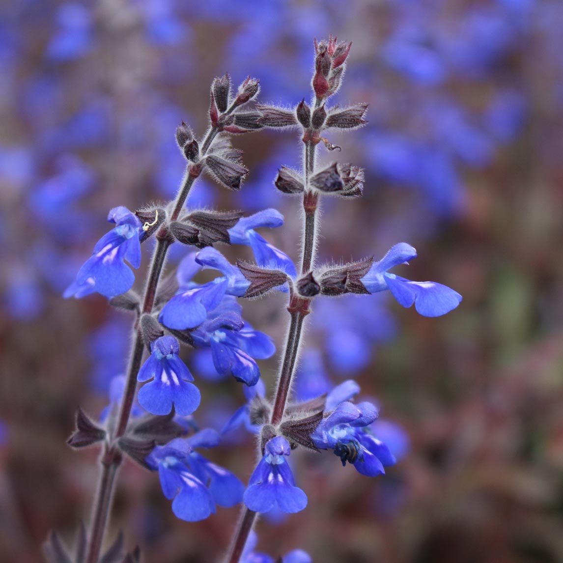 Salvia 'Aztec Blue'