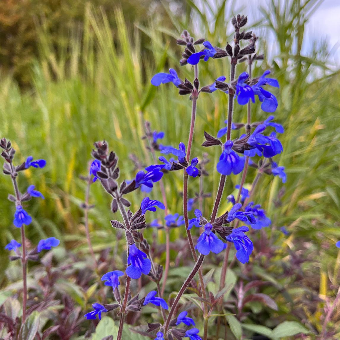 Salvia &#39;Aztec Blue&#39;
