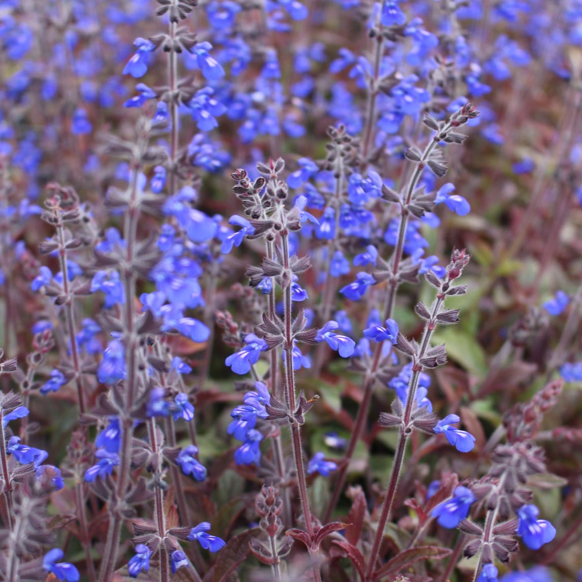Salvia &#39;Aztec Blue&#39;
