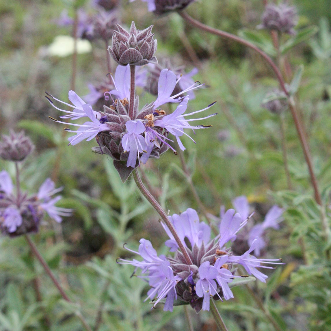 Salvia 'Bee's Bliss'
