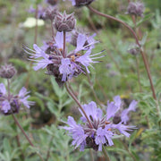 Salvia 'Bee's Bliss'