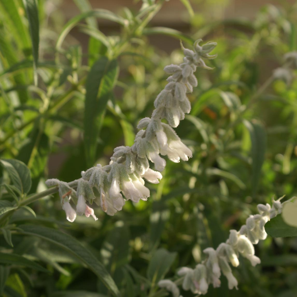 Salvia &#39;White Velour&#39;