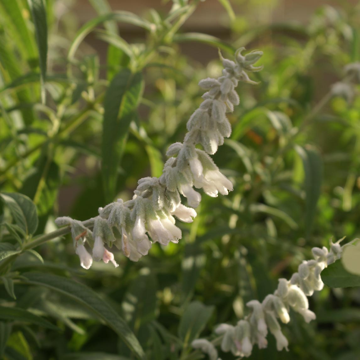 Salvia 'White Velour'