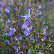 Salvia muirii