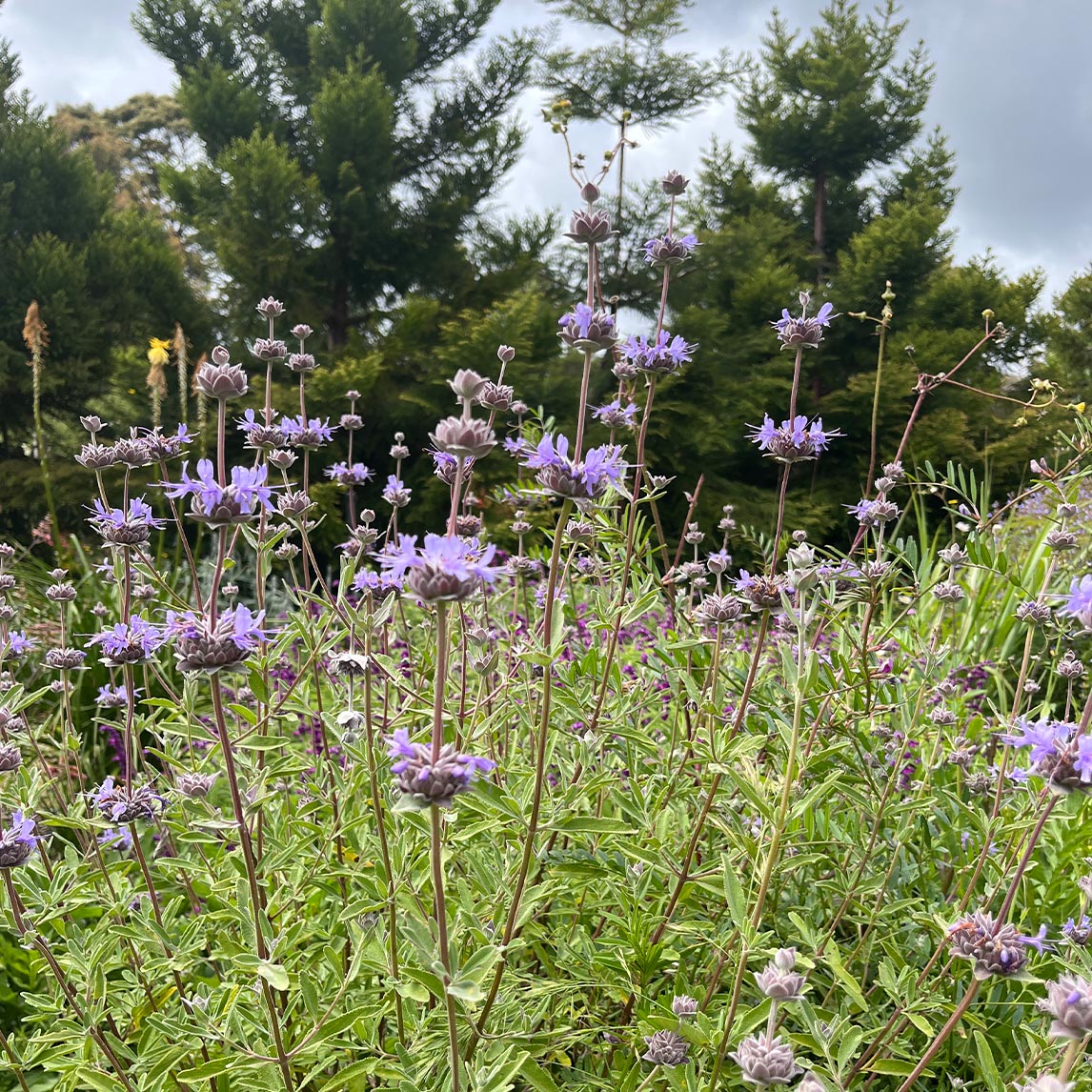 Salvia Muirii