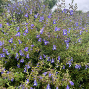 Salvia muirii