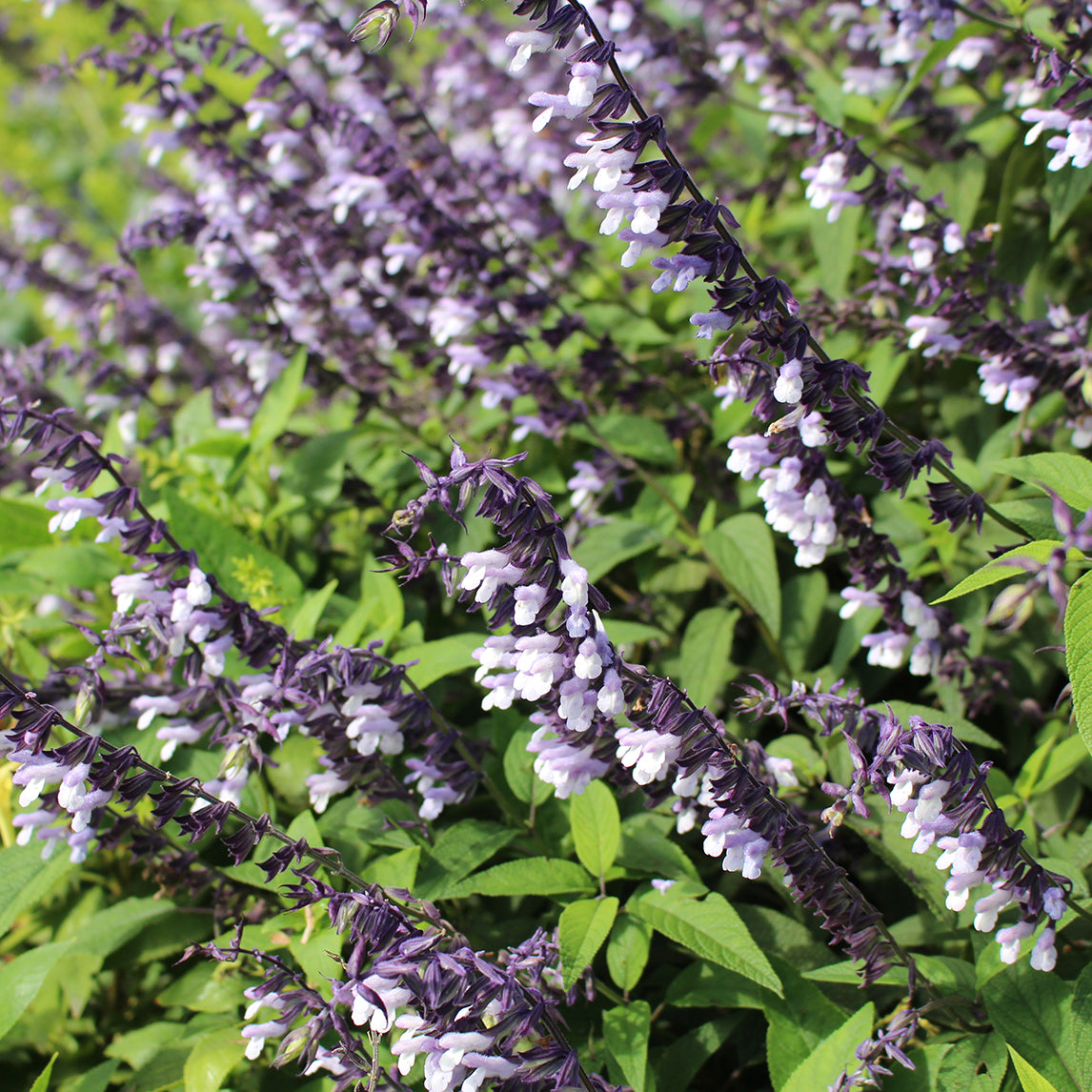 Salvia 'Phyllis Fancy'