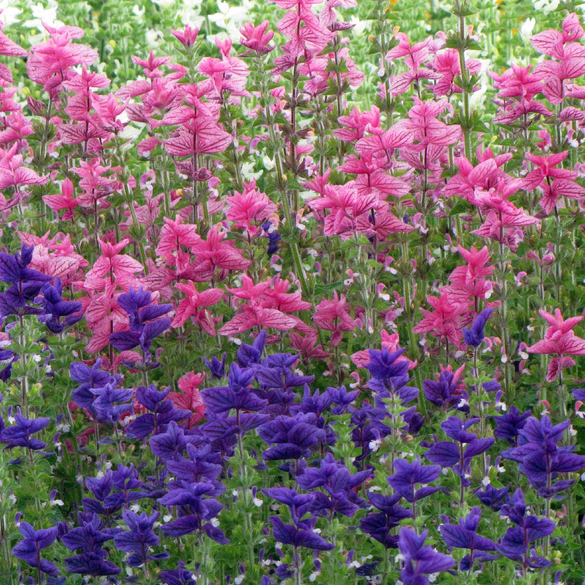 Salvia Pink And Blue Mix