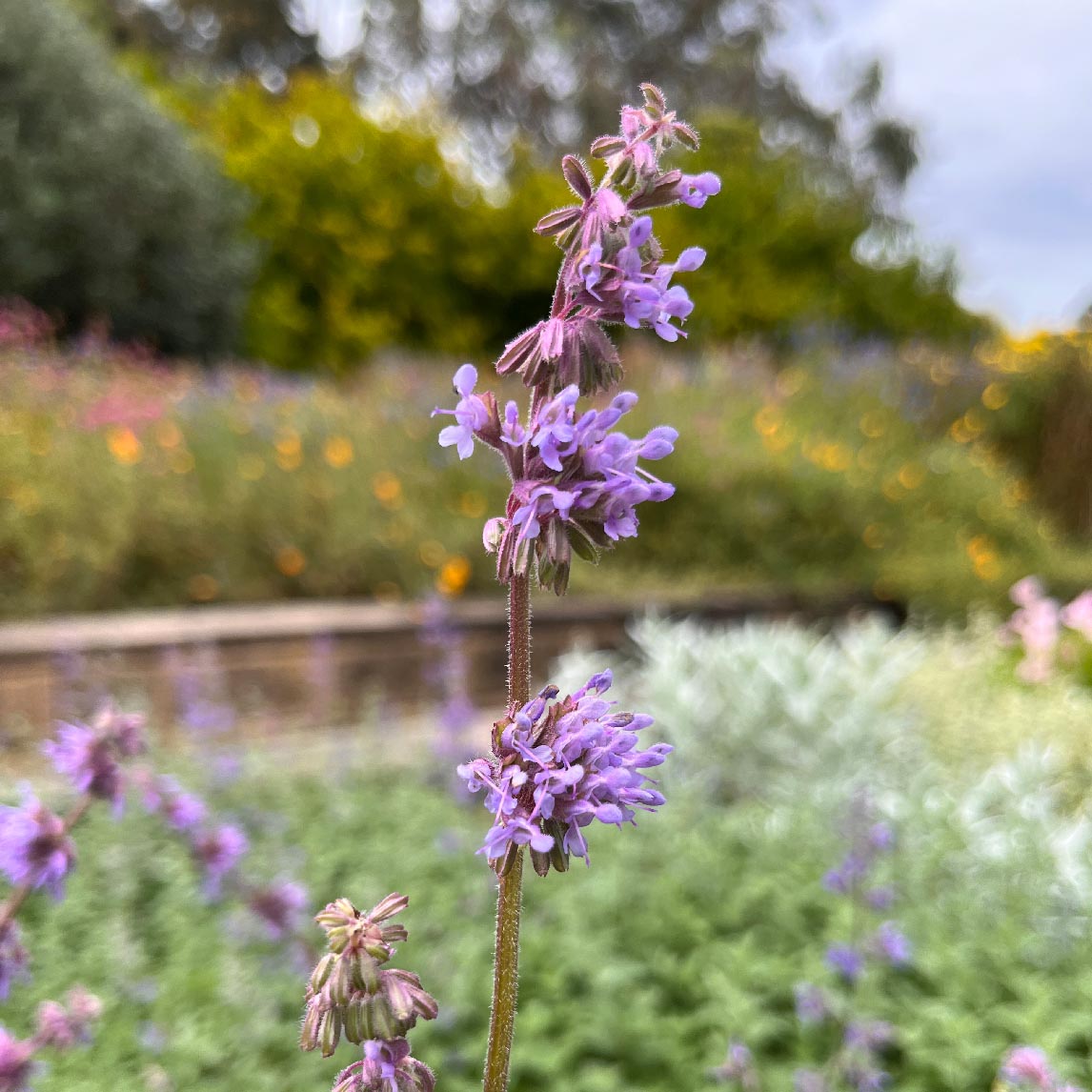 Salvia 'Purple Rain'