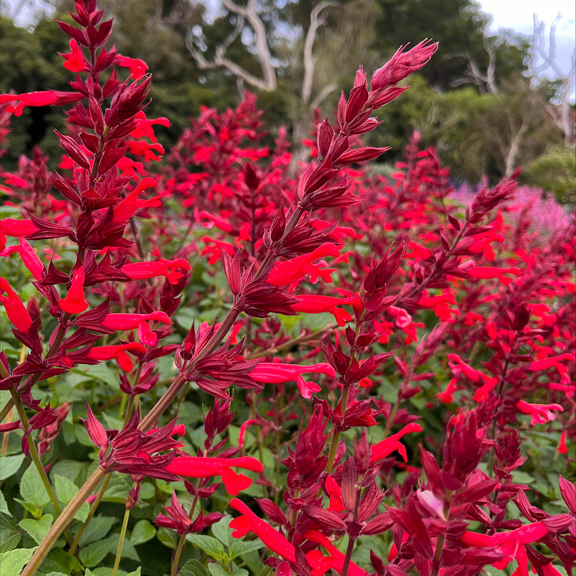Salvia 'Roman Red'
