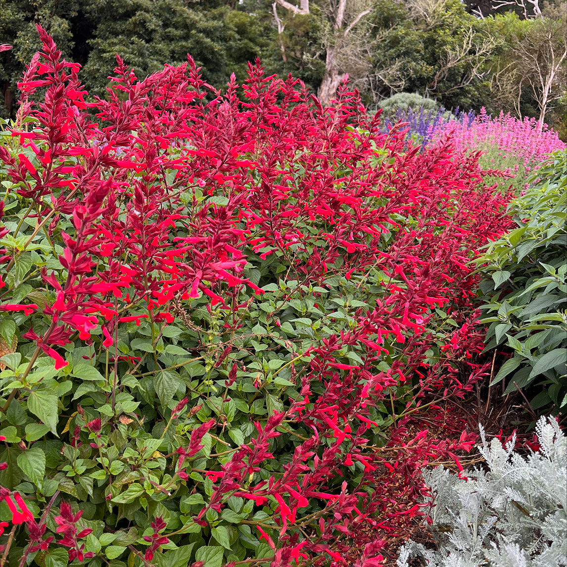 Salvia 'Roman Red'